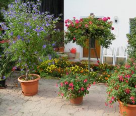 070922_fete_vendanges_vully_21