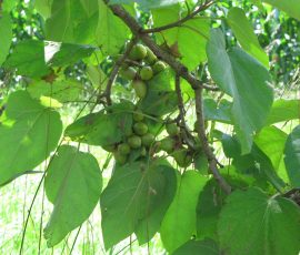 100822_broche_40