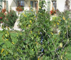 110807_broche_11